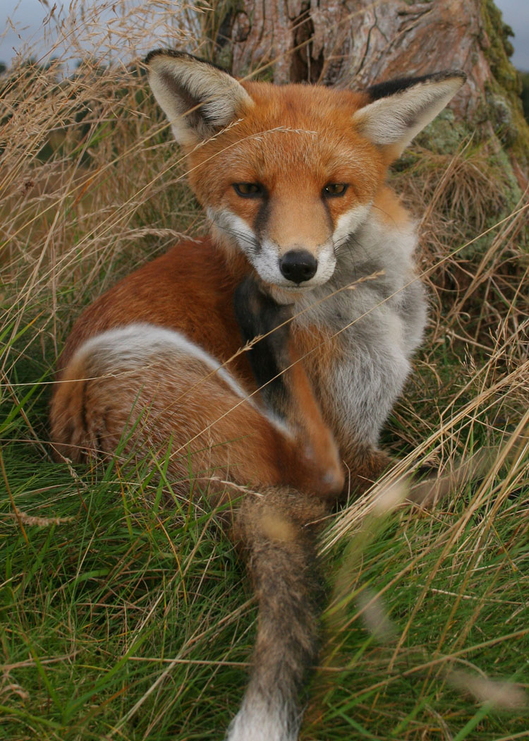 red-fox