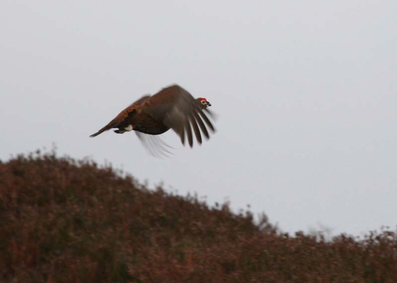 red-grouse