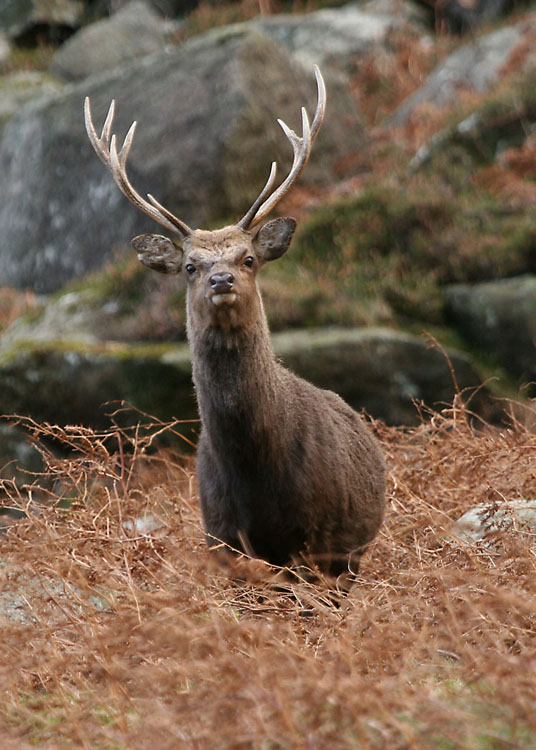 sika-stag