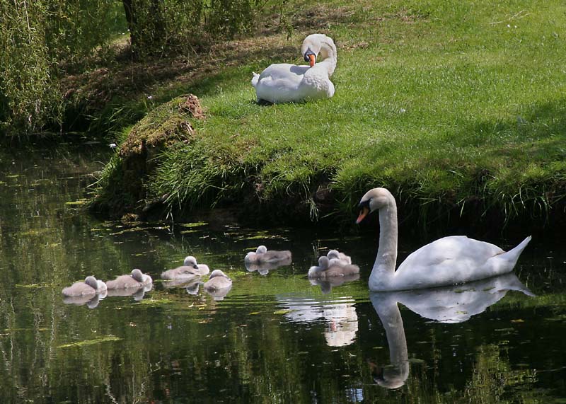swan-family