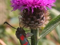 6-spot-burnet
