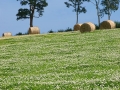 hay-meadow
