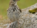 meadow-pipit