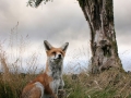 mountain-fox