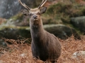 sika-stag