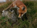 stalking-fox