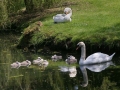 swan-family