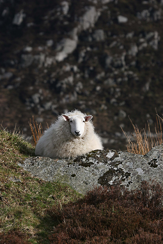 wicklow-sheep
